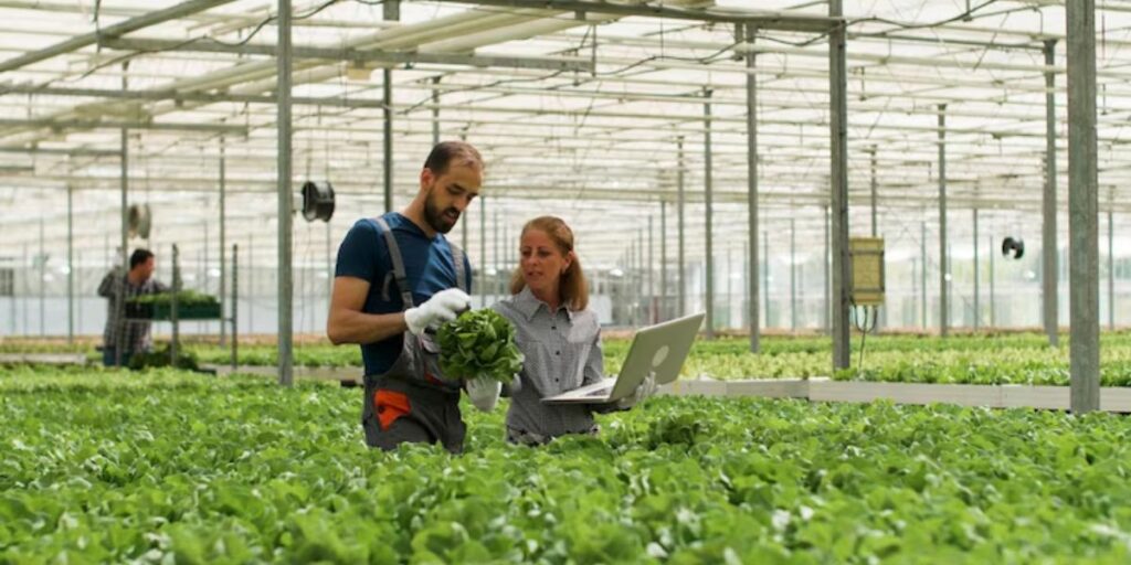 Business-Ideas-in-Bangalore-Urban-Organic-Farming