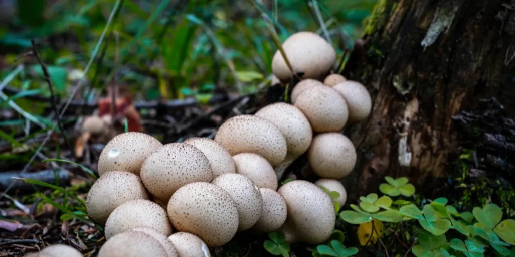 Business Ideas in Odisha